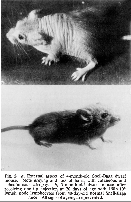 Fabris 1972: Aged dwarf mouse (left) vs. treated dwarf mouse with restored thymus function (right) — all signs of aging prevented