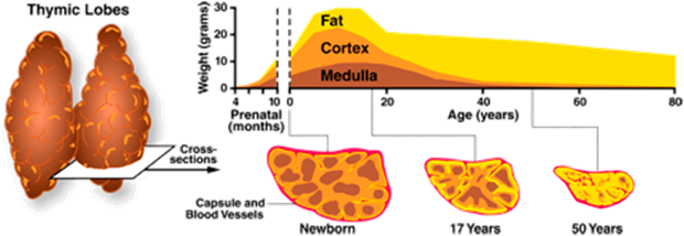 Thymus aging diagram
